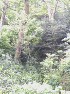 e0106231_0584725.jpg
