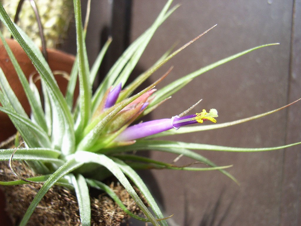 チランジア開花 ミトラガイナとか植物栽培 チランジア開花 ミトラガイナとか植物栽培