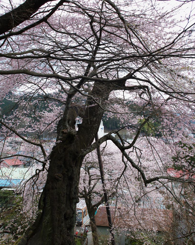 福島県石川町の桜 1 (15 Apr 2007)_c0069050_14111191.jpg