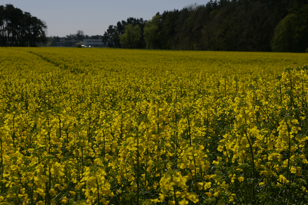 f0077150_1647508.gif
