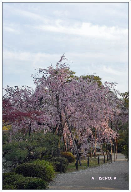 京都 Ⅱ_d0033551_1827391.jpg