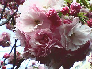 ☆10日ってあっという間☆_c0092953_2016766.jpg