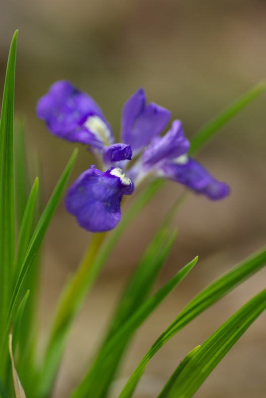 ４月１５日　岡山　野草園_a0009554_18484254.jpg