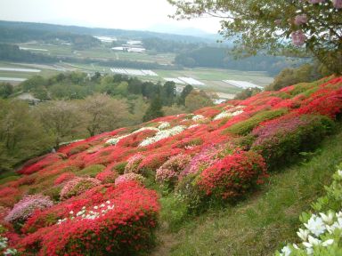 ｵｶﾞﾀﾏの花が咲きましたぁ～　♪＼(＾○＾)/♪_b0043355_17453964.jpg