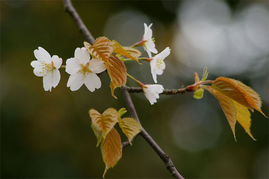 南部町／山桜_d0108055_1892647.jpg