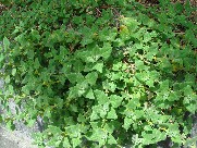 c0108460_1720182.jpg