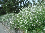 c0108460_17222726.jpg