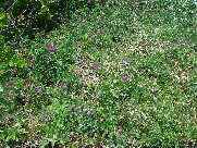 c0108460_17225629.jpg