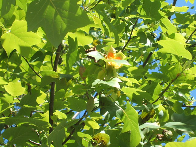 c0115366_082455.jpg