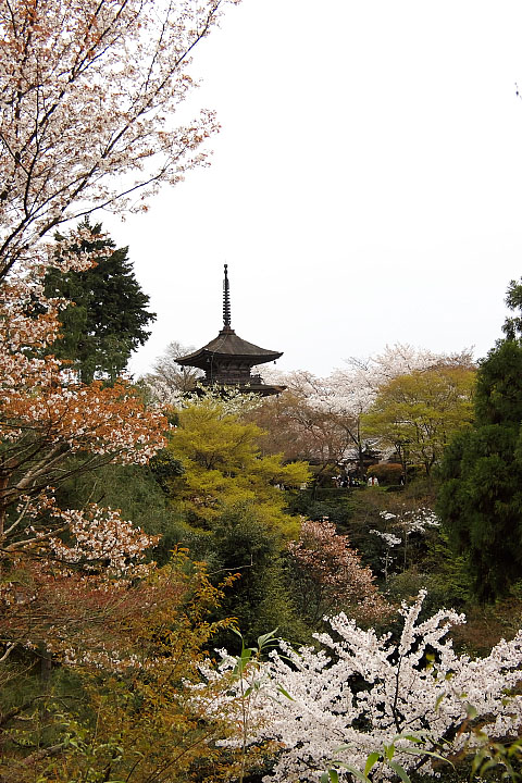 京都桜撮影会Ⅱ（清水3）_f0044370_512045.jpg