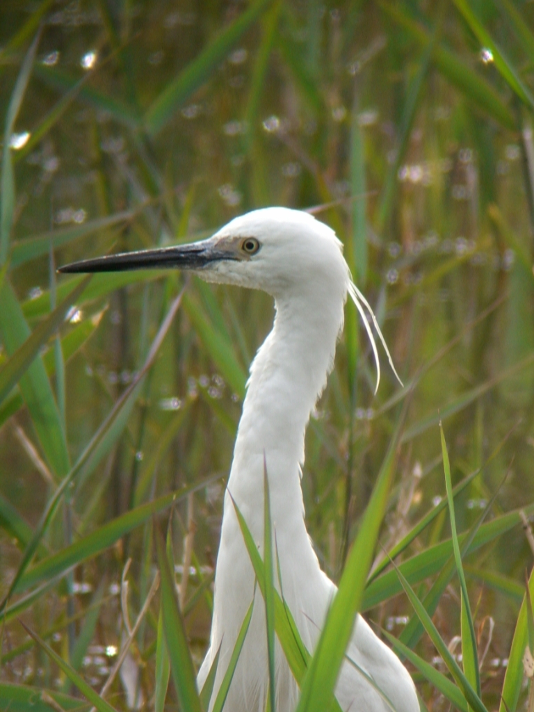 ★先週末の鳥類園(2007.04.14~.15)_e0046474_22244528.jpg