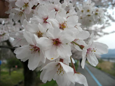 桜の花に見送られ・・・_f0077877_22444060.jpg