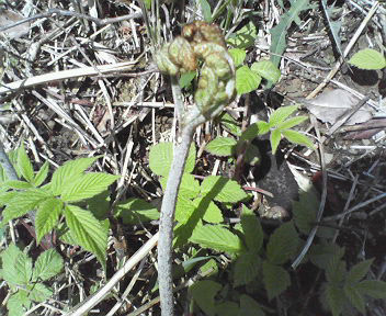 d0071596_21444565.jpg
