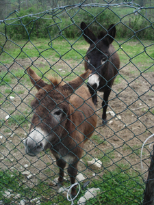 動物大集合!_f0106597_16424662.jpg