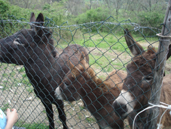 動物大集合!_f0106597_16455091.jpg