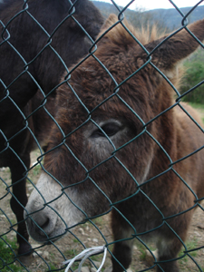 動物大集合!_f0106597_16474666.jpg