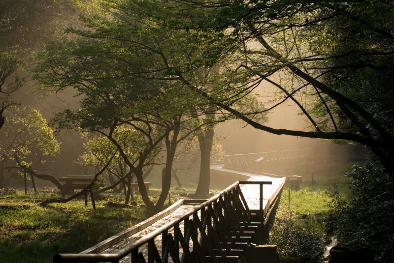 森の公園の朝(D200+VR70-200mmf2.8 Nikon)_a0069107_639024.jpg