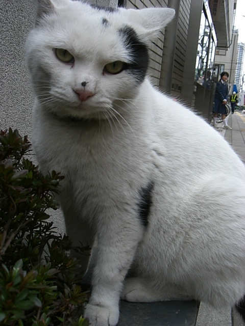 ねこ_d0116309_2240149.jpg