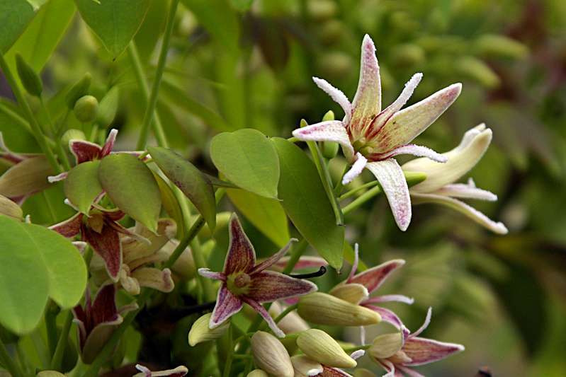郁子の花には 雌花と雄花が 気になる木 楝の春夏秋冬