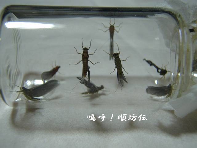 c0106128_21381662.jpg