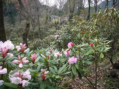 桜の次は石楠花  大分の観光＆グルメ_d0086228_1031989.jpg