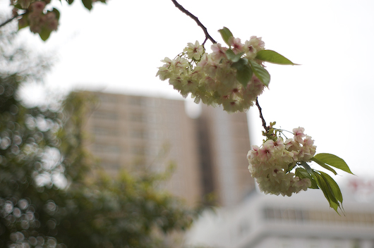 西川の桜は・・・_c0045129_12271221.jpg