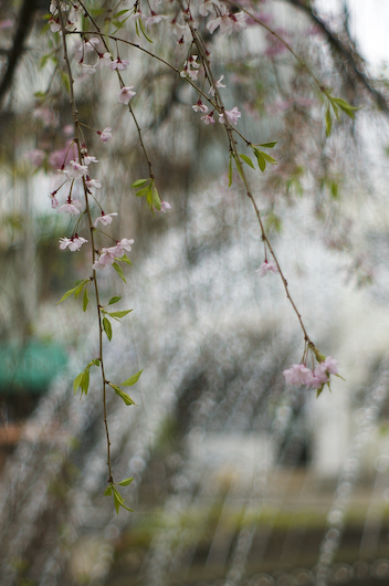 西川の桜は・・・_c0045129_12302820.jpg