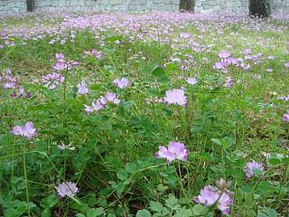 今年最後の桜・・_b0069630_20391475.jpg