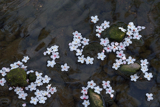 但馬桜行脚　その１０　落花_c0067040_2204430.jpg