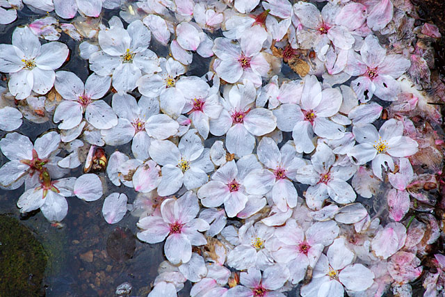 但馬桜行脚　その１０　落花_c0067040_22134895.jpg