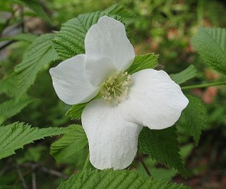 e0098241_9122382.jpg