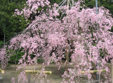 弓弦羽神社の桜　その２_b0025850_23172687.jpg