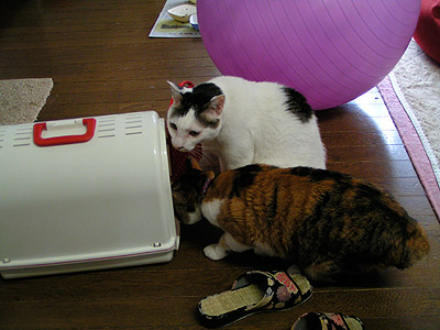 何?何?やっぱり一応チェック!_a0028451_827378.jpg