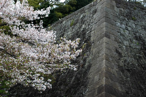 　　花のある風景_b0093754_0265326.jpg