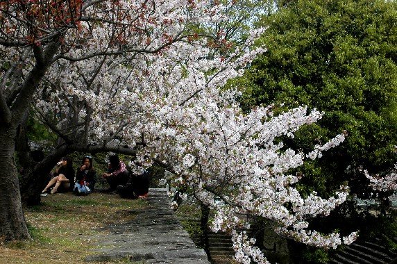 　　花のある風景_b0093754_0273927.jpg