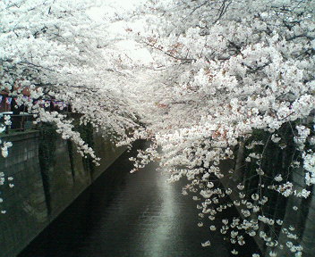 桜・ベストショット_a0061057_21114767.jpg