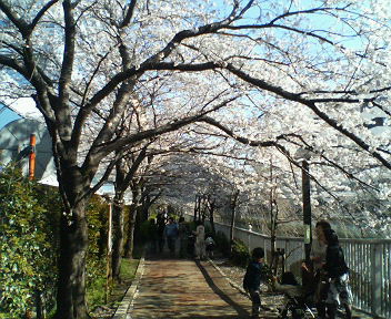 桜・ベストショット_a0061057_2193717.jpg