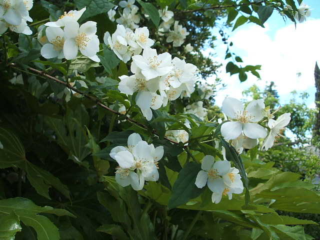 c0115366_049831.jpg