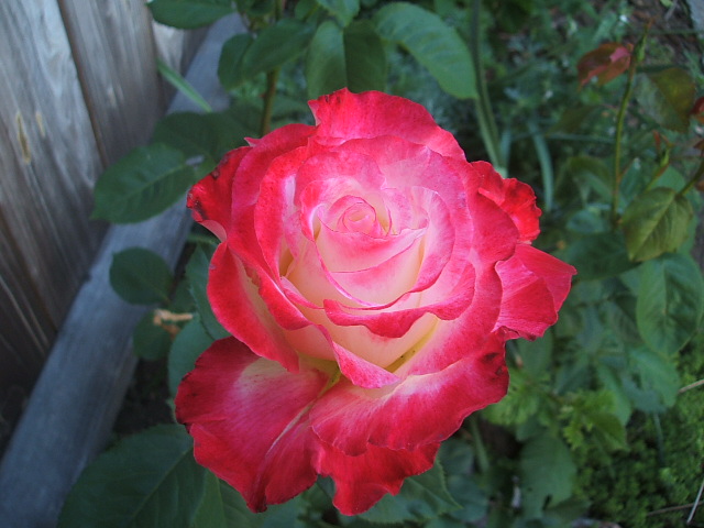c0115366_0515751.jpg