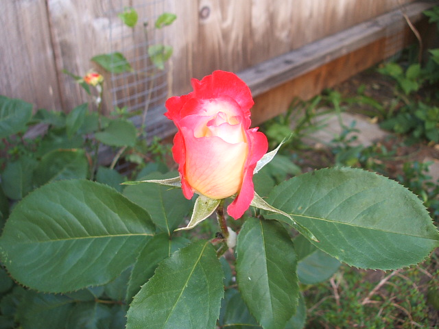 c0115366_151556.jpg