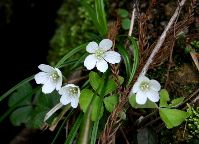 ミヤマカタバミ フッと立ち止まって 野の花 野の鳥 野の昆虫 ミヤマカタバミ フッと立ち止まって 野の花 野の鳥 野の昆虫