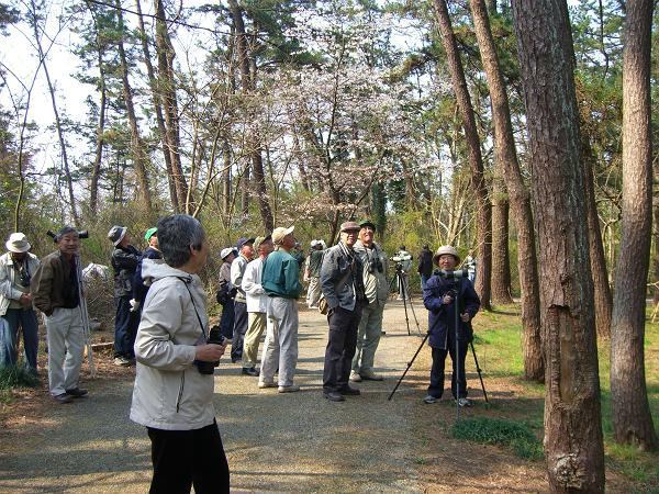 ４月度定例探鳥会（新年度最初の探鳥会です）_c0110510_21485212.jpg