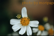 a0094711_2184871.gif