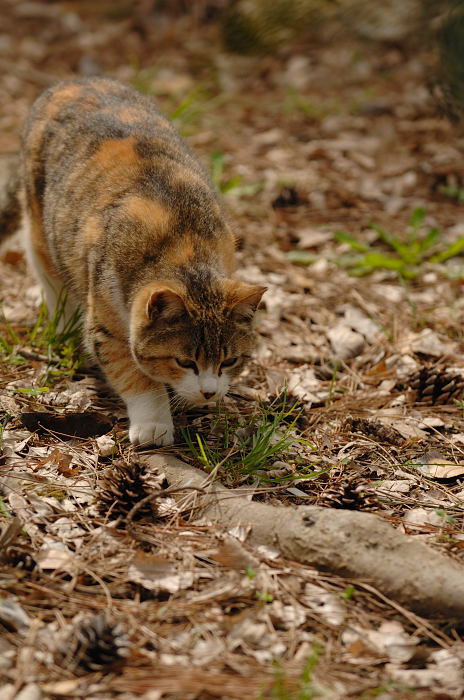 街角ニャンコ・みんな何処へ行った？_f0032011_21114490.jpg