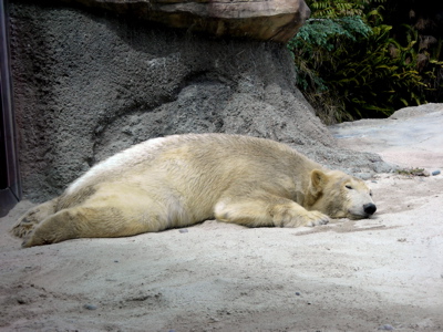 サンディエゴ動物園_a0095115_653449.jpg