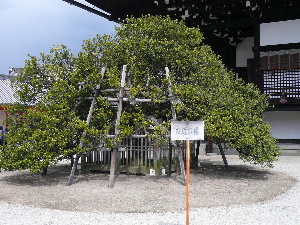 京都３日目_b0003621_2125713.jpg