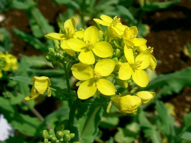 蕪 カブ 花の仲間調べ 蕪 カブ 花の仲間調べ
