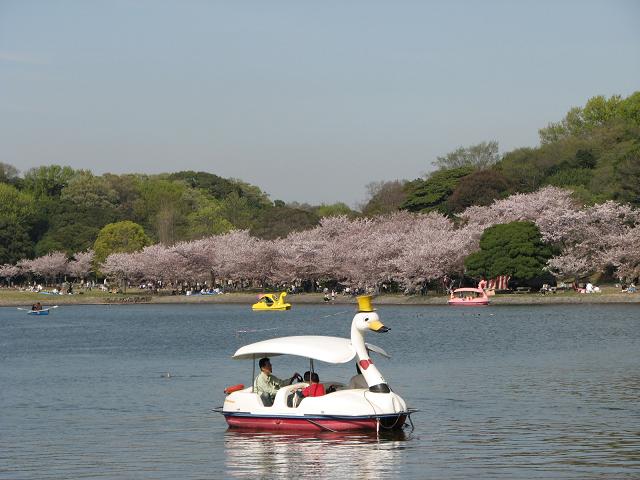 桜_f0099535_2232162.jpg