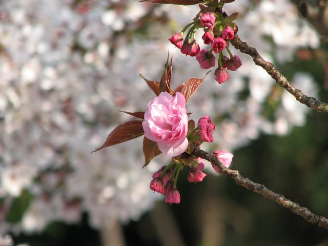 桜_f0099535_2263438.jpg