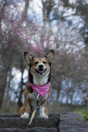 春風や　犬も身軽に　バンダナで_b0031538_2345445.jpg